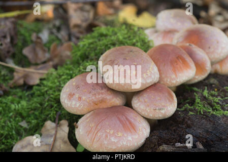 Hypholoma lateritium  brick cap mushrooms on tree stump Stock Photo