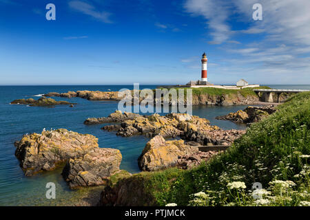 Rocks at Buchan Ness headland with lighthouse and Queen Annes Lace flowers at Boddam Aberdeenshire Scotland UK on the North Sea Stock Photo