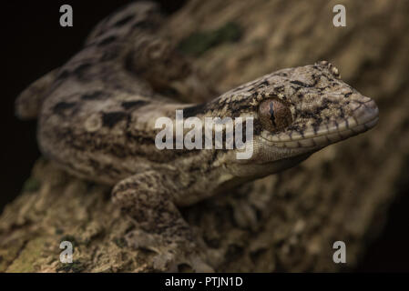 Thecadactylus solimoensis, the southern turnip tailed gecko. This individual was seen deep in the jungle of Madre de Dios, Peru. Stock Photo