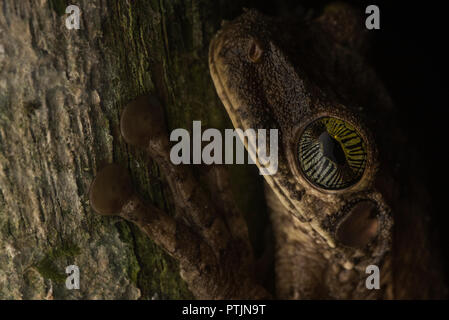 A close up of a Manaus slender legged tree frog (Osteocephalus taurinus) and its amazing eye with a beautiful pattern and shifting colors. Stock Photo