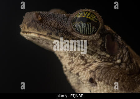 A close up of a Manaus slender legged tree frog (Osteocephalus taurinus) and its amazing eye with a beautiful pattern and shifting colors. Stock Photo