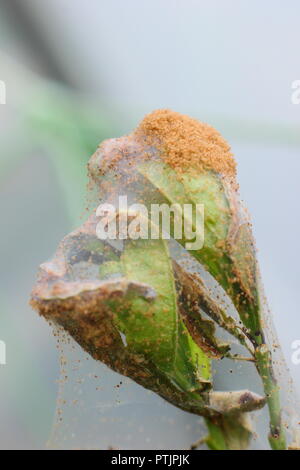 Tetranychus urticae. Infestation of Red Spider Mite showing leaf damage and webbing on a glasshouse fruit (peach) tree during a dry English summer Stock Photo