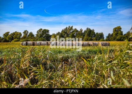 Rural landscape, stacks of hay in the field. Stock Photo