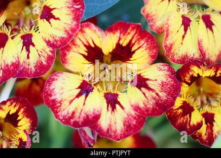 Tropaeolum majus. Nasturtium 'Orchid Flame' in flower in an English garden, Summer, UK.  Nasturtium has been deemed flower of the year 2019. Stock Photo