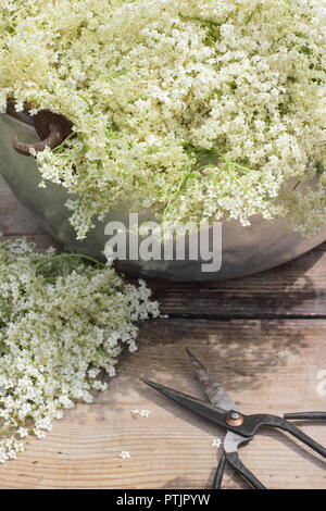 Sambucus nigra. Freshly picked elderflower blossom in a metal container on wooden table, summer, England, UK Stock Photo