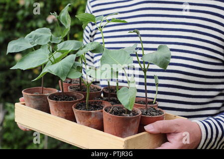 Phaseolus coccineus. Young runner bean 'Enorma' variety plants in pots ready for planting out, UK Stock Photo