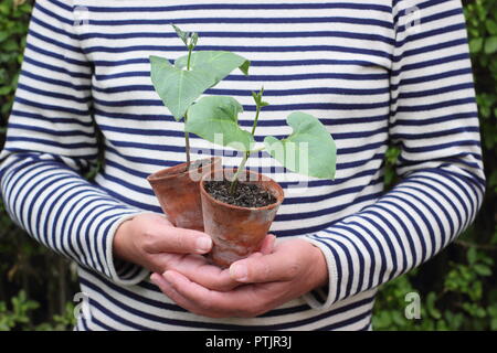 Phaseolus coccineus. Young runner bean 'Enorma' variety plants in pots ready for planting out, UK Stock Photo