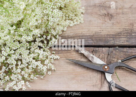 Sambucus nigra. Freshly picked English elderflower blossoms on a wooden table, UK Stock Photo