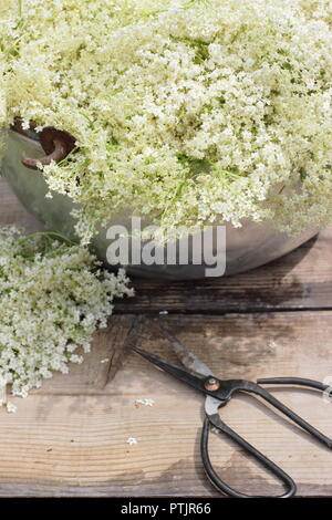 Sambucus nigra. Freshly picked elderflower blossom in a metal container on wooden table, summer, England, UK Stock Photo