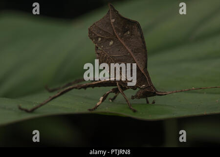 A katydid mimics a dead leaf in the jungle in order to stay hidden from predators. Stock Photo