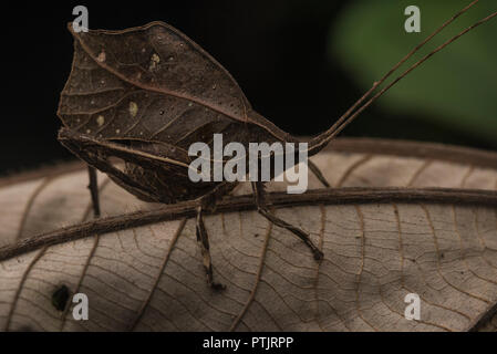 A katydid mimics a dead leaf in the jungle in order to stay hidden from predators.