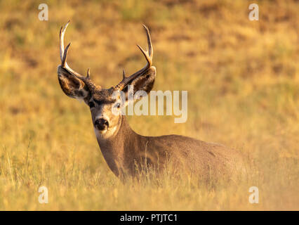 Mule deer buck resting in the grass in Southern Idaho. Stock Photo