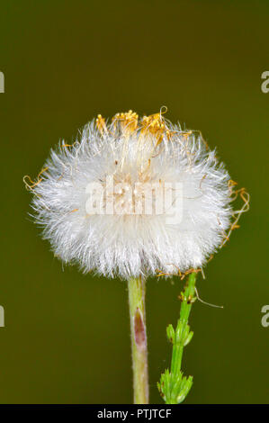 Dandelion growing seeds after blooming. Close photo of fluffy dandelion on dark green background Stock Photo