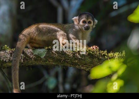 a wild Black-capped squirrel monkey (Saimiri boliviensis) from the jungle in Madre de Dios, Peru. Stock Photo