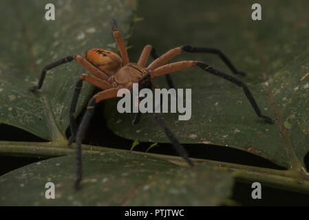 An orange giant crab spider (Sadala sp.) from the Peruvian Amazon. Stock Photo