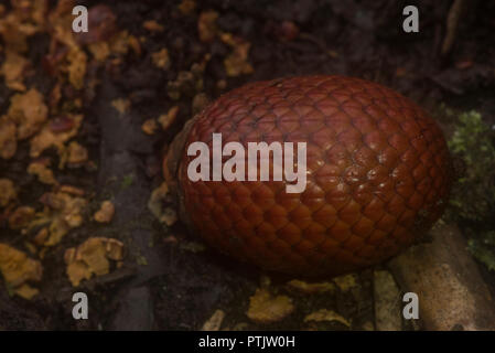 Fruit of the moriche palm or agauje (Mauritia flexuosa) that has fallen to the ground in an aguajal. The hard exterior protects it. Stock Photo