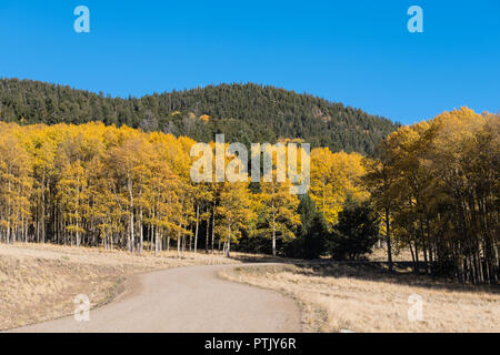 Autumn scene of gravel road winding through a dense grove of aspen trees with gold, orange, and yellow foliage under a perfect clear blue sky Stock Photo