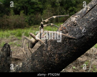 Brazilian wandering spider (armadeira) walking on wood, venomous spider from south america also known as Phoneutria, with a few lethal bites. Stock Photo