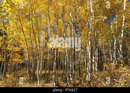 Fall colors in the mountains, Big Cottonwood canyon, Salt Lake City, Utah. Stock Photo