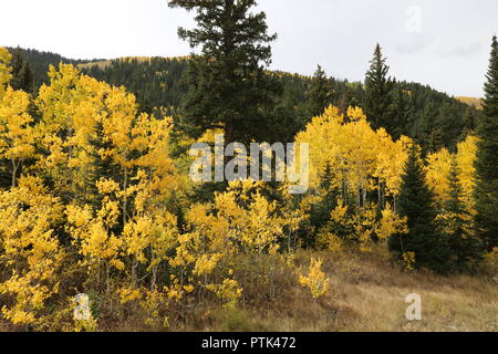 Fall colors in the mountains, Big Cottonwood canyon, Salt Lake City, Utah. Stock Photo