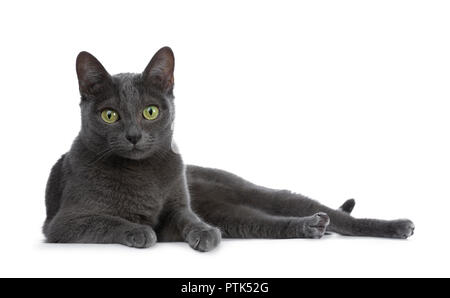 Silver tipped blue adult Korat cat laying down side ways and looking straight at camera with green eyes, isolated on white background Stock Photo