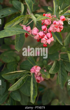 Bright Pink Berry Bush by Ashland | 19 | Michaels