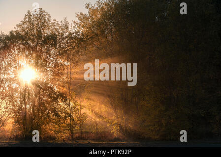 Autumn sunrise landscape with the sun piercing through mist and trees, enlightening with its rays the forest, on a sunny day of October, in Germany. Stock Photo