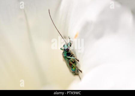 Macro of a green metallic insect inside a flower from a portuguese meadow Stock Photo