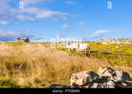 Autumn northerland landscape with two sheep who go to the wooden shelter Stock Photo