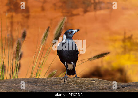 Black and White Australian Magpie sitting on a log with grasses and amber background Stock Photo