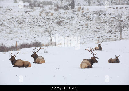 Five elk laying down during a winter snow storm blizzard Stock Photo