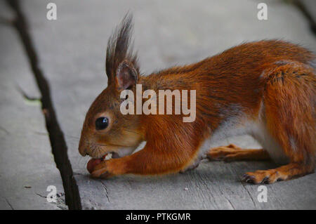 Close photo of a hungry squirrel trying to get two nuts at same time Stock Photo