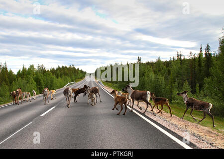 Fearless reindeer family walking and jumping around in the middle of the road in Lapland. Stock Photo