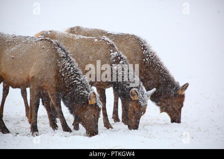 Three cow elk grazing in a winter snow storm blizzard Stock Photo