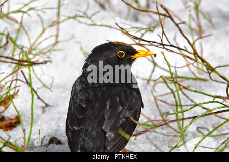 Closeup of common blackbird with yellow peak. Black bird surrounded with some green branches on white snowy background in wintertime. Stock Photo