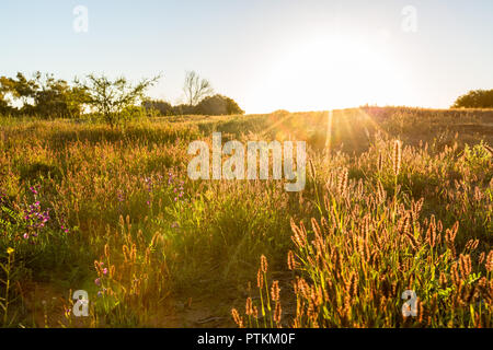 Morning sun lighting up the bush grasses in the outback western australia Stock Photo