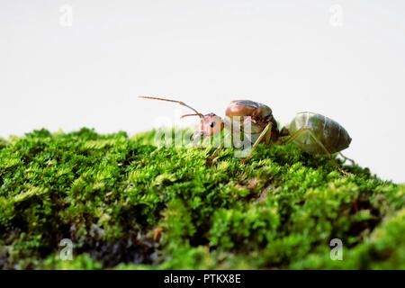 Portrait of a Queen Ant Stock Photo