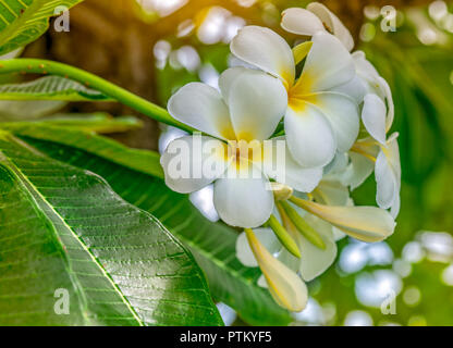 Frangipani flower (Plumeria alba) with green leaves on blurred background. White flowers with yellow at center. Health and spa background. Summer spa  Stock Photo