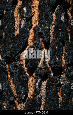Canary Island pine (Pinus canariensis), black charred bark after forest fire, detail, Tenerife, Canary Islands, Spain Stock Photo