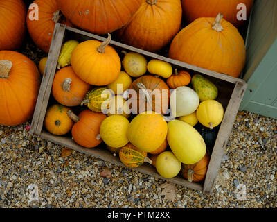 Autumn - harvest festival - Halloween - Thanks Giving: a colourful arrangement of pumpkin, marrow, gourds and squashes. Stock Photo