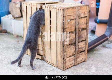 Very curious and adventurous grey cat standing on his two legs with his head into a crate hall. Stock Photo