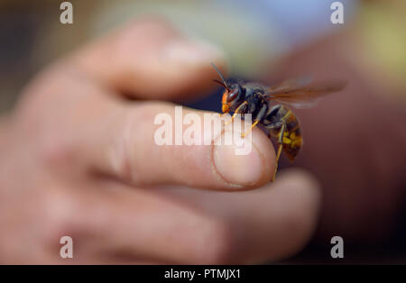 Enshi, China's Hubei Province. 8th Apr, 2018. Villager Hu Min checks a queen wasp in Randahe Village of Lijiahe Town in Xuan'en County, Enshi Tujia and Miao Autonomous Prefecture, central China's Hubei Province, April 8, 2018. Wasps are a wildlife insect species, the pupas of which are high in nutrition value. By breeding and selling pupas of wasps, local farmers have realized the increase of personal income. Credit: Song Wen/Xinhua/Alamy Live News Stock Photo