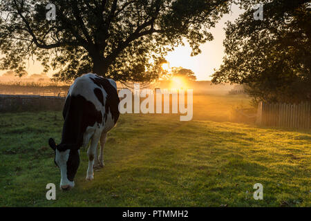 Barnard Castle, Teesdale, County Durham. Wednesday 10th October 2018. UK Weather.  These cows experienced a misty but colourful start to the day as the sun rose above the fields surrounding Barnard Castle.  The forecast is for an unseasonably warm day with plenty of sunshine.  David Forster/Alamy Live News Stock Photo