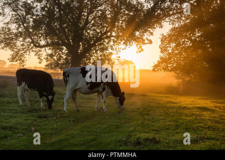 Barnard Castle, Teesdale, County Durham. Wednesday 10th October 2018. UK Weather.  These cows experienced a misty but colourful start to the day as the sun rose above the fields surrounding Barnard Castle.  The forecast is for an unseasonably warm day with plenty of sunshine.  David Forster/Alamy Live News Stock Photo