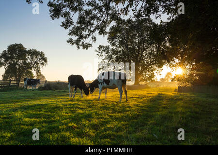 Barnard Castle, Teesdale, County Durham. Wednesday 10th October 2018. UK Weather.  These cows experienced a misty but colourful start to the day as the sun rose above the fields surrounding Barnard Castle.  The forecast is for an unseasonably warm day with plenty of sunshine.  David Forster/Alamy Live News Stock Photo