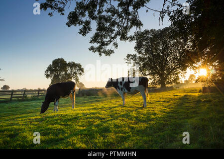 Barnard Castle, Teesdale, County Durham. Wednesday 10th October 2018. UK Weather.  These cows experienced a misty but colourful start to the day as the sun rose above the fields surrounding Barnard Castle.  The forecast is for an unseasonably warm day with plenty of sunshine.  David Forster/Alamy Live News Stock Photo