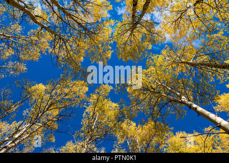 View looking up to the tops of aspen trees with golden yellow foliage under a brilliant blue sky Stock Photo