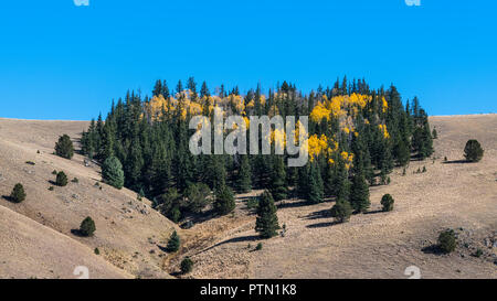 Aspen trees in golden autumn colors interspersed through a grove of pine, spruce, and fir trees on a grassy hillside in 16:9 wide aspect ratio Stock Photo