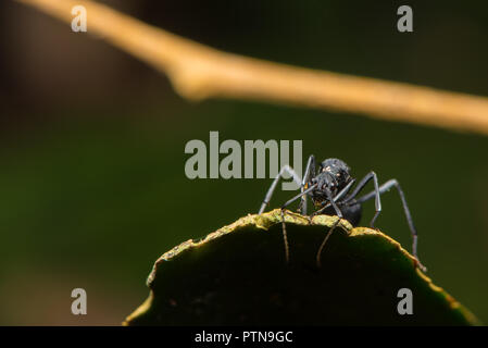 The black carpenter ant is sitting on the leaf. Stock Photo