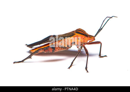 Leaf-footed bugs is a large family of predominantly sap-sucking insects Stock Photo